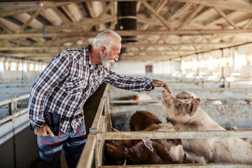 A senior farmer standing next to a pig pen and petting pig. Livestock business and farming.