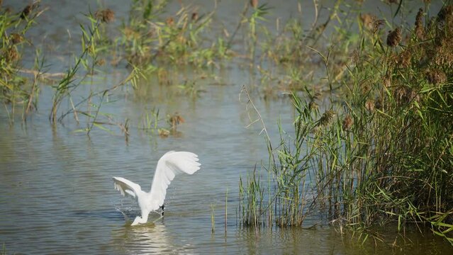 Little egret quickly turned around to catch the fish and swallowed it. Close-up. Egretta garzetta. The Jiading Wetland are rich in grass and ecology. Kaohsiung City, Taiwan