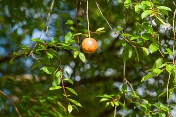 Mangaba ripe fruit in the tree. Typical fruit of the Atlantica forest in northeastern Brazil.