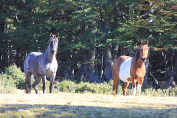 Caballos salvajes