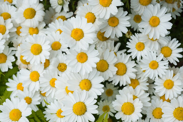 꽃 봄 식물 자연 아름다움