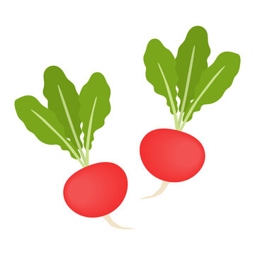 ラディッシュ Images Browse 2 316 Stock Photos Vectors And Video Adobe Stock