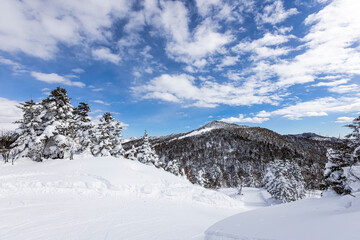 Fototapeta na wymiar 冬の志賀高原の樹氷