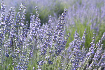 Field of Lavender, Lavandula angustifolia, Lavandula officinalis