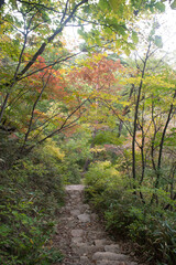Fototapeta premium 가을 산 숲 나무 낙엽