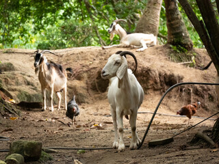 White Goat Standing near Chickens and other Goats in Natural Park Tayrona, Colombia