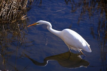 A white egret in a winter stream. 