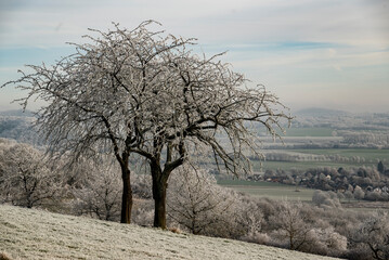 Beautiful winter scenery with frosted fruit trees in overlooking the landscape near Golmbach, Rühler Schweiz, Weser Uplands, Lower Saxony, Germany