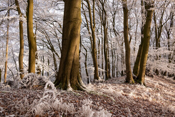 Beautiful winter forest landscape with picturesque iced trees in beautiful light, near Golmbach, Rühler Schweiz, Weser Uplands, Germany