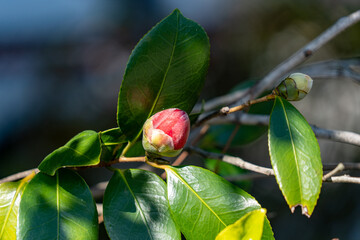 Bud of Camellia - Camellia japonica - are in bloom in Fukuoka prefecture, JAPAN.