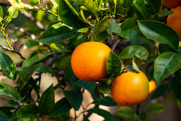 Bitter orange - Citrus aurantium - has become yellow in Fukuoka city, JAPAN.