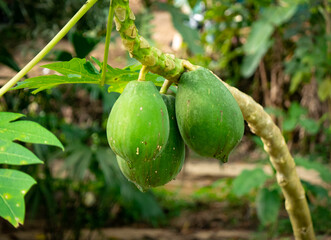 Papaya Fruits Hang from a Tree in the Middle of Nature in Tayrona Park, Colombia