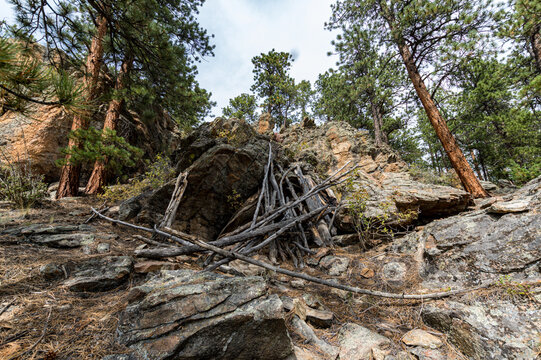 tree in the woods mountain shelter