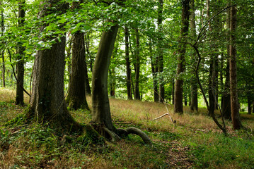 Beautiful late summer forest scene, showing an idyllic beech forest with green foliage an the large tree trunks in the foreground, Weser Uplands, Germany