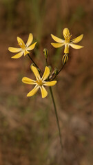 Brodiaea lutea, commonly known as Golden Brodiaea, close-up of three flowers  against a smooth brown bokey background, viewed from the side
- 482743203
