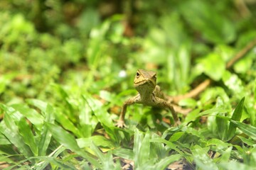 the guardian