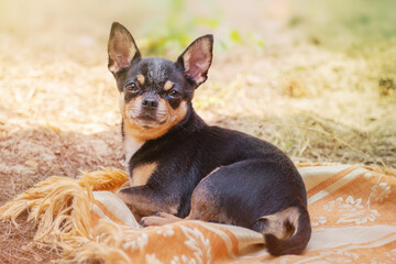 Dog mini breed chihuahua lies on a blanket in nature. Black and tan chihuahua. Animal, pet.
