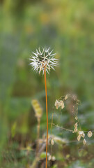 Silver Puffs, Uropappus lindleyi, close-up of puff against a smooth green bokey background, viewed from the side