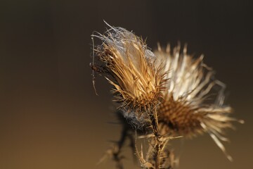 dry thistle flower