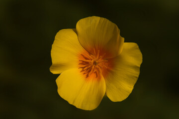 California poppy, Eschscholzia californica ,  orange flower in nature against green background viewed from above