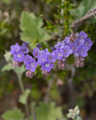 Heliotrope  phacelia  in Southern California, purple wildflowers, in Nature a desert