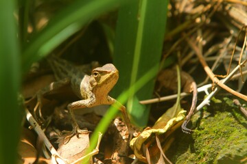 hunting in the bush
