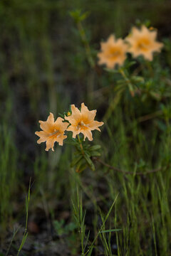 Bush Monkeyflower, Wildflowers In Nature At The South Yuba River State Park, California.