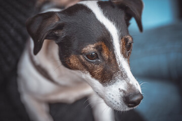 Fototapeta na wymiar beautiful dog lies on the floor and don t looks at the camera. Very calm dog Jack Russell at home.he waiting somebody A joyful dog at home.
