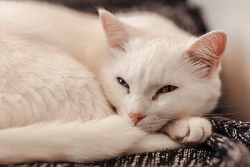 A lazy cat sleeps for days and at night he is a mouse hunter. The life of domestic cats in the house.