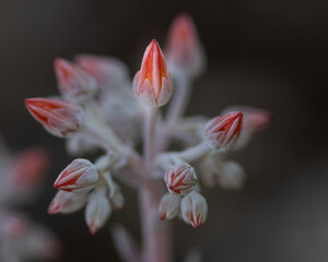 Canyon Live-forever, Dudleya cymosa, close-up of flowers  viewed from the side. This red flower is from a succulent.