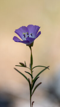 Farwell to Spring, purple clarkia wildflower in nature, viewed from the side, Calaveras Big Trees State Park, California, USA