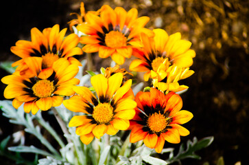 Beautiful orange Gazania rigens plant grow on a flower bed in a spring season at a botanical garden.