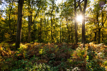 Idyllic forest scene with the warm evening sun shining through the trees of a tranquil autumn forest, Reinhardswald, Hesse, Germany