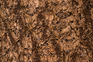 Full frame close-up of the weathered brown bark of a huge old larch tree, suitable as a natural background