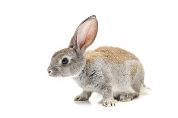 rabbit isolated on white background