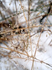 snow covered branches