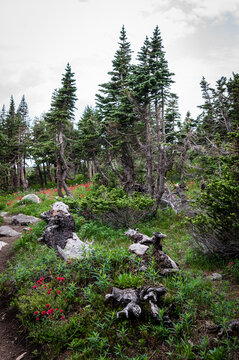forest in the mountains