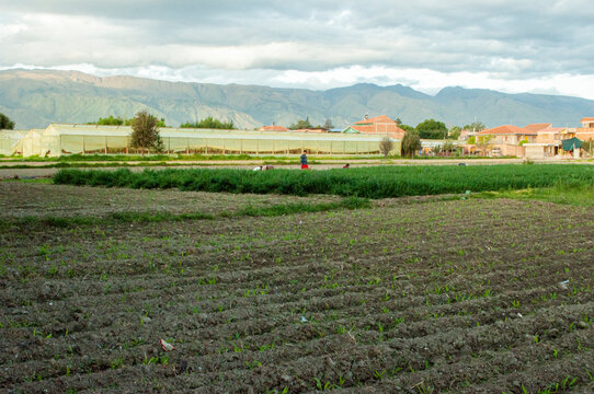 plantacio 