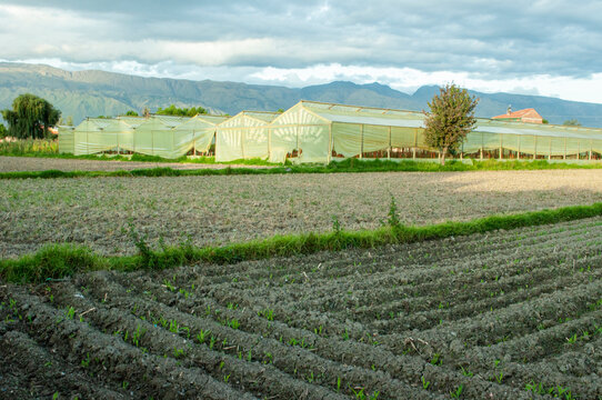 plantacion agricultura