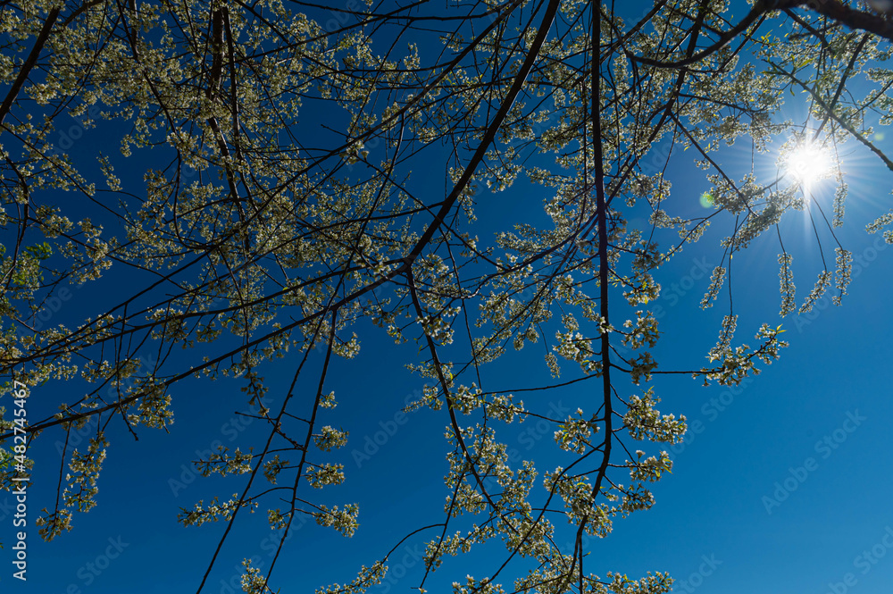 Canvas Prints trees in the sky
