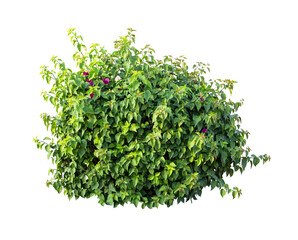 Fototapeta premium Tropical shrub bush tree isolated plant with clipping path.