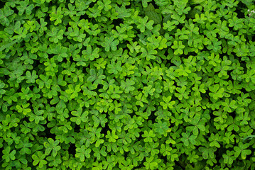 Beautiful green clover background texture. Natural pattern of dense green blanket of clover leaves growing along a levada water channel on Madeira Island, Portugal.