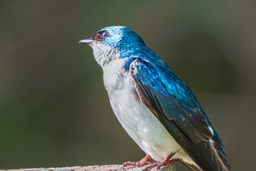 a barn swallow perched on tree stamp, close-up