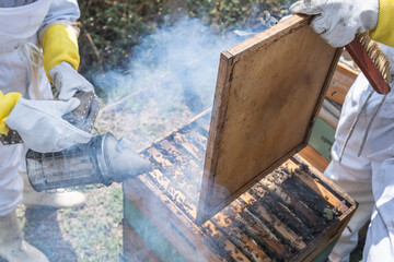 Close-up of a smoker using smoke to tranquilize bees from a honeycomb or hive during honey...