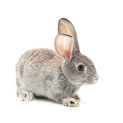 grey rabbit isolated on white background