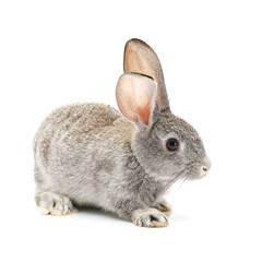 Fototapeta premium grey rabbit isolated on white background