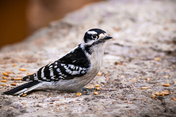 Perching downy woodpecker with some birdseeds
