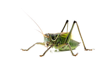 grasshopper isolated on white