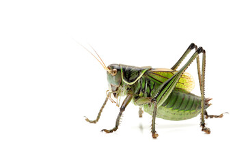 grasshopper on white background