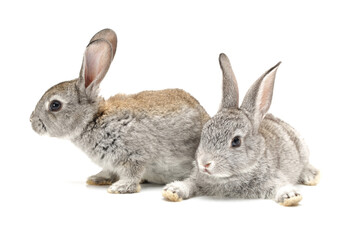 grey rabbit on a white background